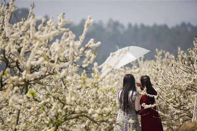 广西南宁：李花盛开引客来